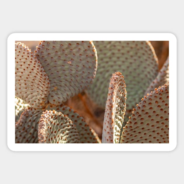 Beavertail Cactus Sticker by jvnimages